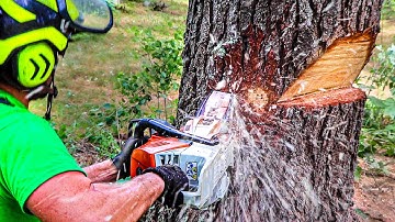 HOW TO BORE CUT A TREE | Tree Felling Tutorial