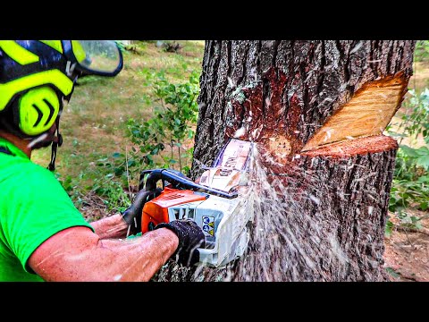 HOW TO BORE CUT A TREE | Tree Felling Tutorial