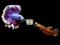 Betta Salvaje vs Betta Comercial / Explicacion F0 / Calidad A