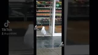 Bird shoplifting