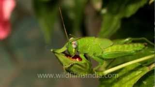 Grasshopper lunching!!
