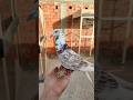 Shaimaa Went Out For The First Time Unfortunately She Flew Away 