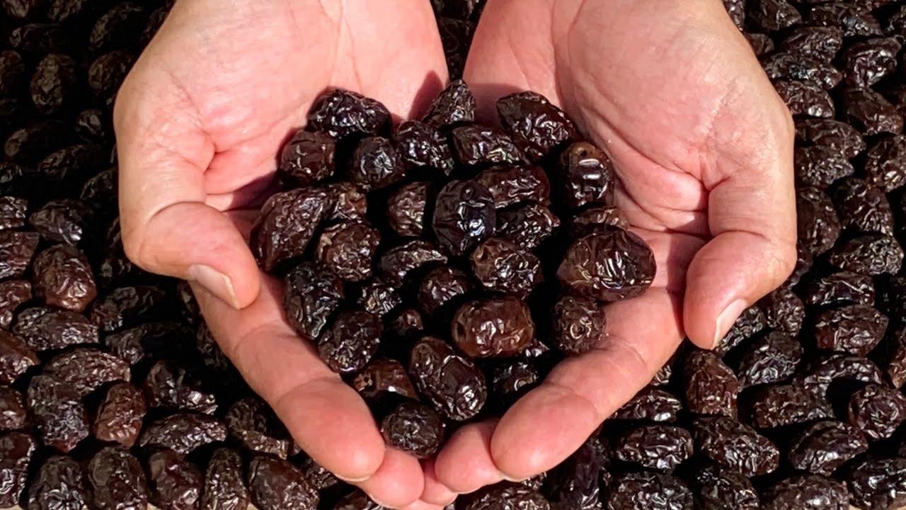 Aceitunas NEGRAS GRIEGAS en 7 DÍAS Aceitunas Olivas Negras Secas o Pasas