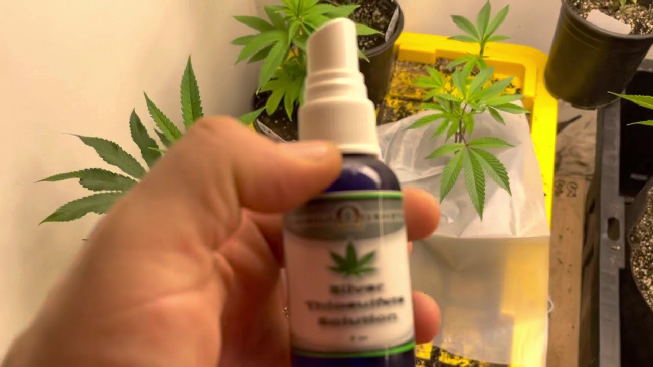 silver thiosulfate solution grow journal