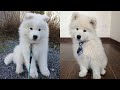 Cute &amp; Funny Samoyeds Video Compilation 4K #17