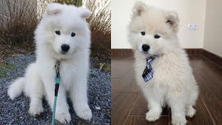 Cute & Funny Samoyeds Video Compilation 4K #17