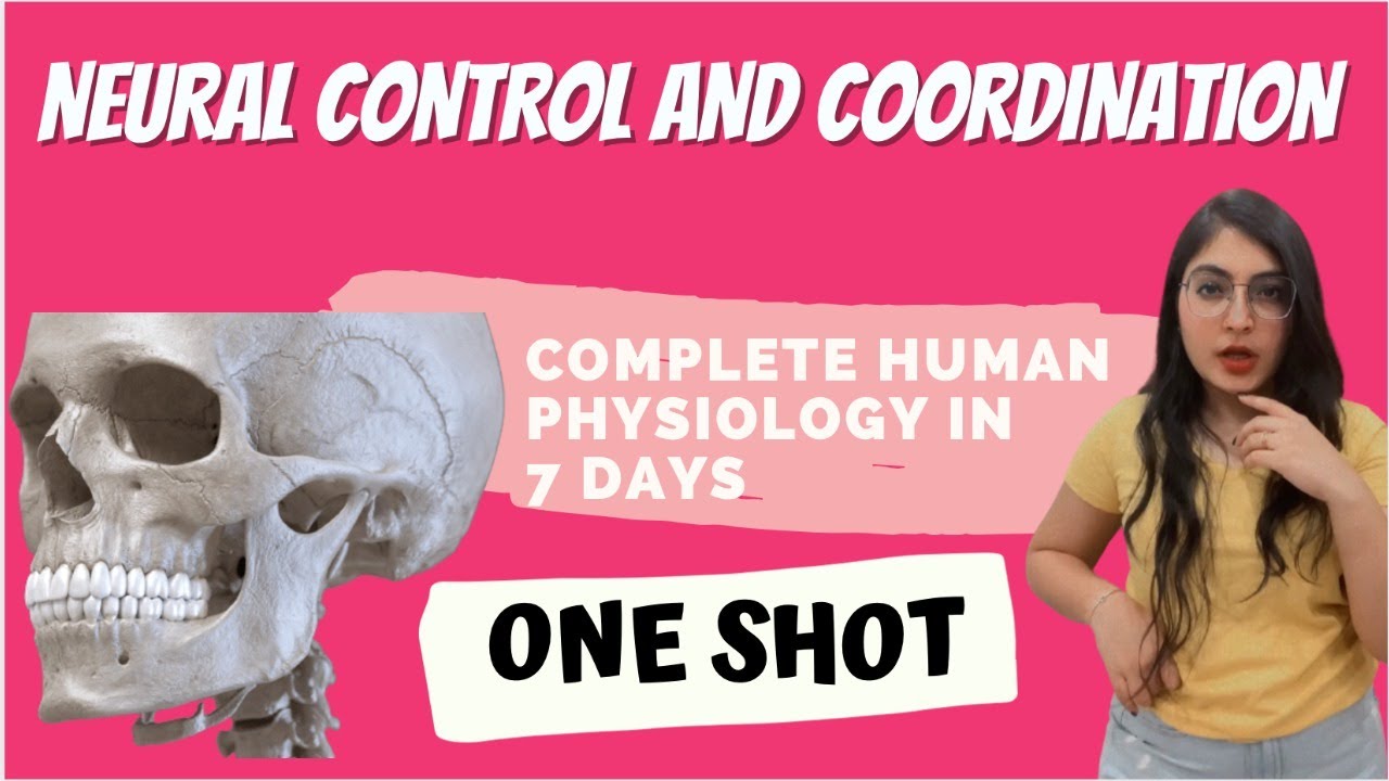 Human Physiology in 7 days with mind maps | Neural Control And Coordination | Ishita Khurana