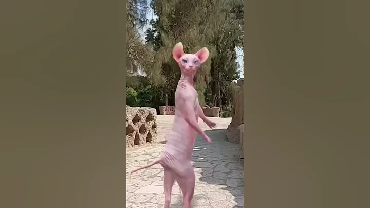 Video 10974501: sphynx cat funnycat, sphynx cutecat funnycats, sphynx cat cute lovely, cute funny sphynx cat, cute cat happy dance, enjoy cat dance