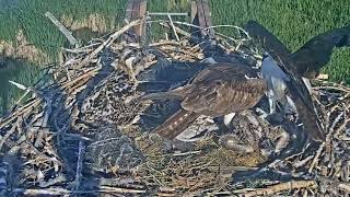 2023-06-25 #2 grabs fish, #1 steals from #2, then #2 gets it back and runs from mom | BCOC