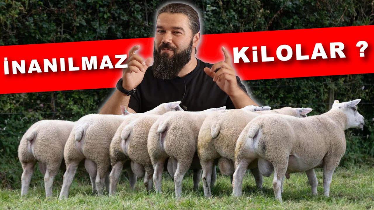 КАК ЯГНЦАМ НАБРАТЬ 45 КГ ЗА 3 МЕСЯЦА?