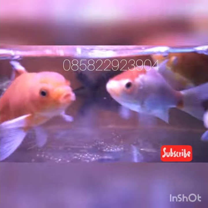 Aneka ikan hias