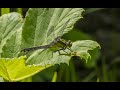 Прогулка в "Лосином острове": птицы, лягушки, стрекозы, моллюски/Birds, frogs,dragonflies, mollusks.