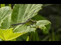 Прогулка в &quot;Лосином острове&quot;: птицы, лягушки, стрекозы, моллюски/Birds, frogs,dragonflies, mollusks.