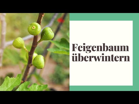 Video: Überstehen Feigenbäume Frost?