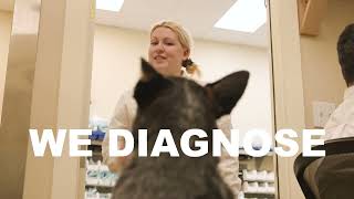 Take a Tour of Safari Vet Care s League City location