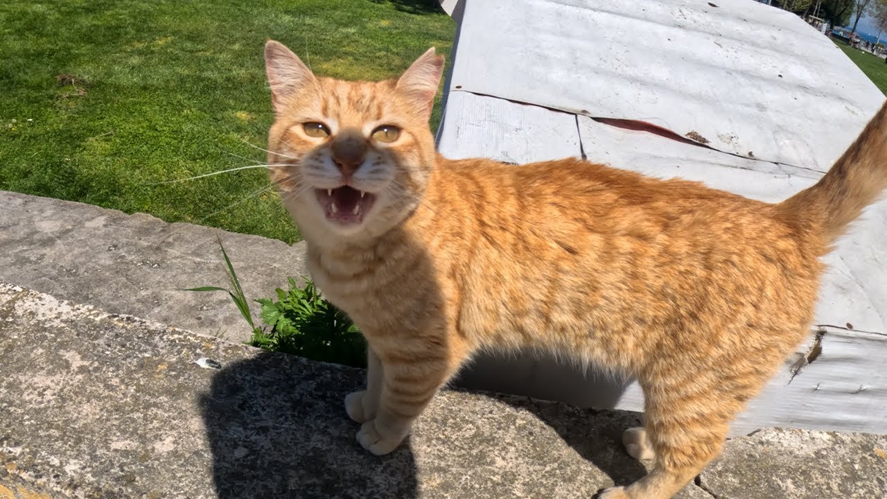 I Met the Most Talkative Stray Cat Ever