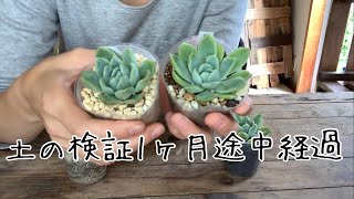 多肉植物に合う土を検証 #2