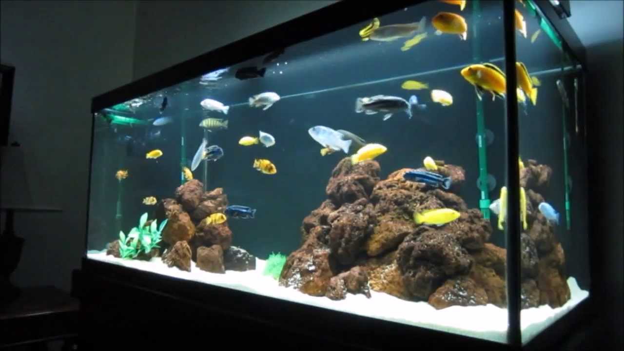 mbuna cichlid tank