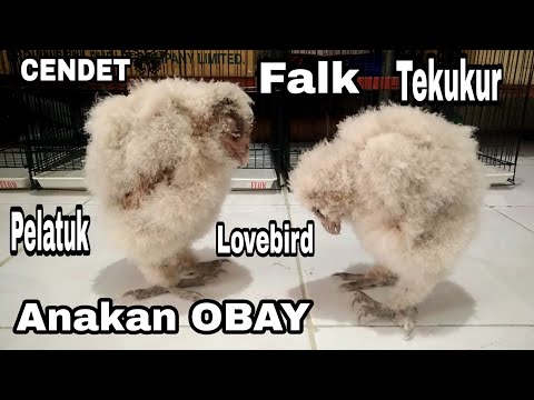 103 Gambar Hantu Falk HD Terbaru