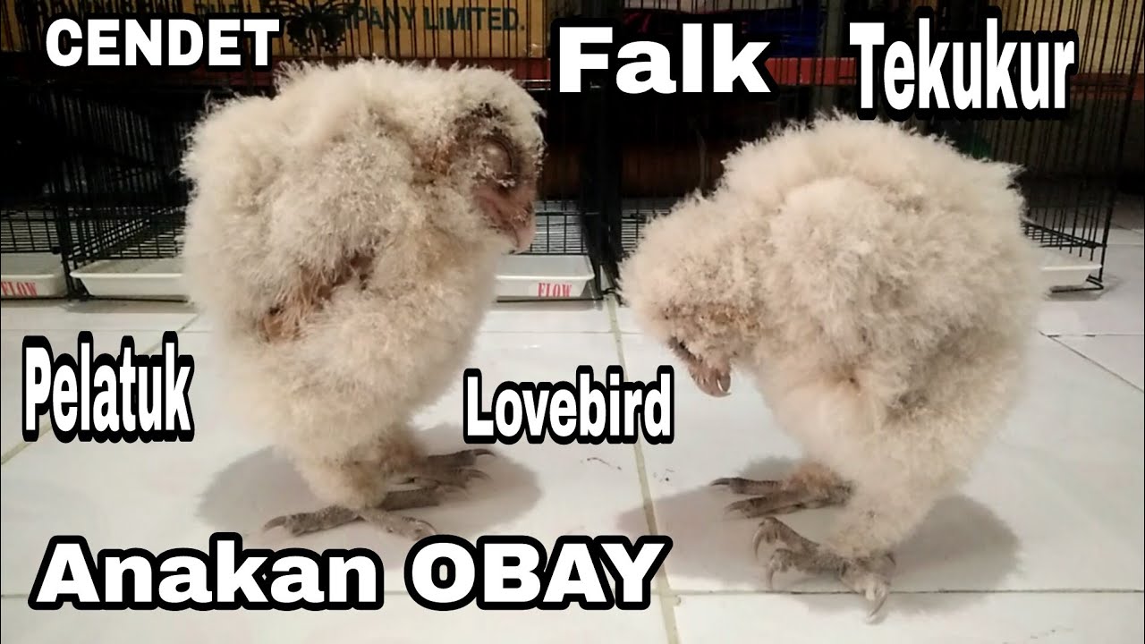 103 Gambar Hantu Falk HD Terbaru