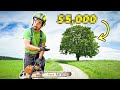 How Much To Charge For TREE WORK