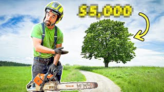 How Much To Charge For TREE WORK