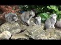 WHF Pallas Cat Kittens 2010 - chillin' at 3 months old