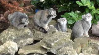 WHF Pallas Cat Kittens 2010  chillin' at 3 months old