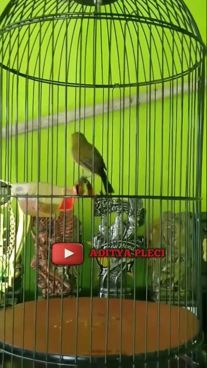 pleci ngotot tembakan cerrr