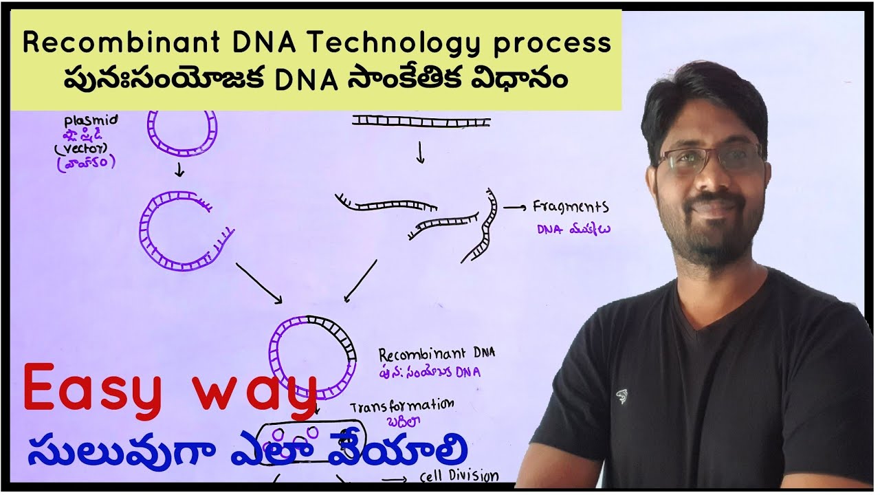 Recombinant DNA Technology Process | పునఃసంయోజక DNA సాంకేతిక విధానం ...