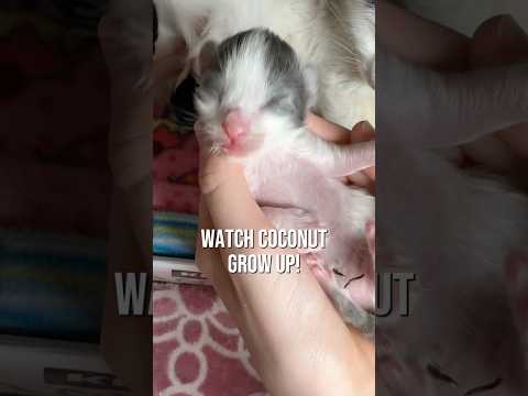 Watch Coconut grow up! #cat #catbaby #kitten #cute #kitty #baby #viral #trending
