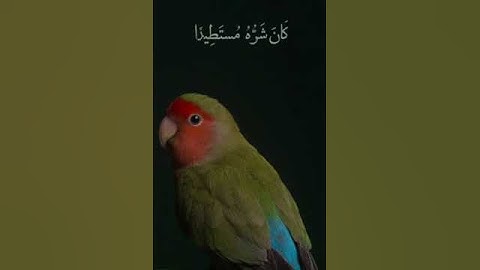 القاري الشيخ عامر الكاظمي تلاوة مباركه من القرآن الكريم
