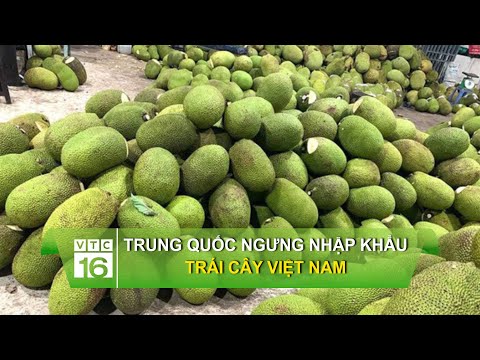 Trung Quốc ngưng nhập khẩu trái cây Việt Nam | VTC16