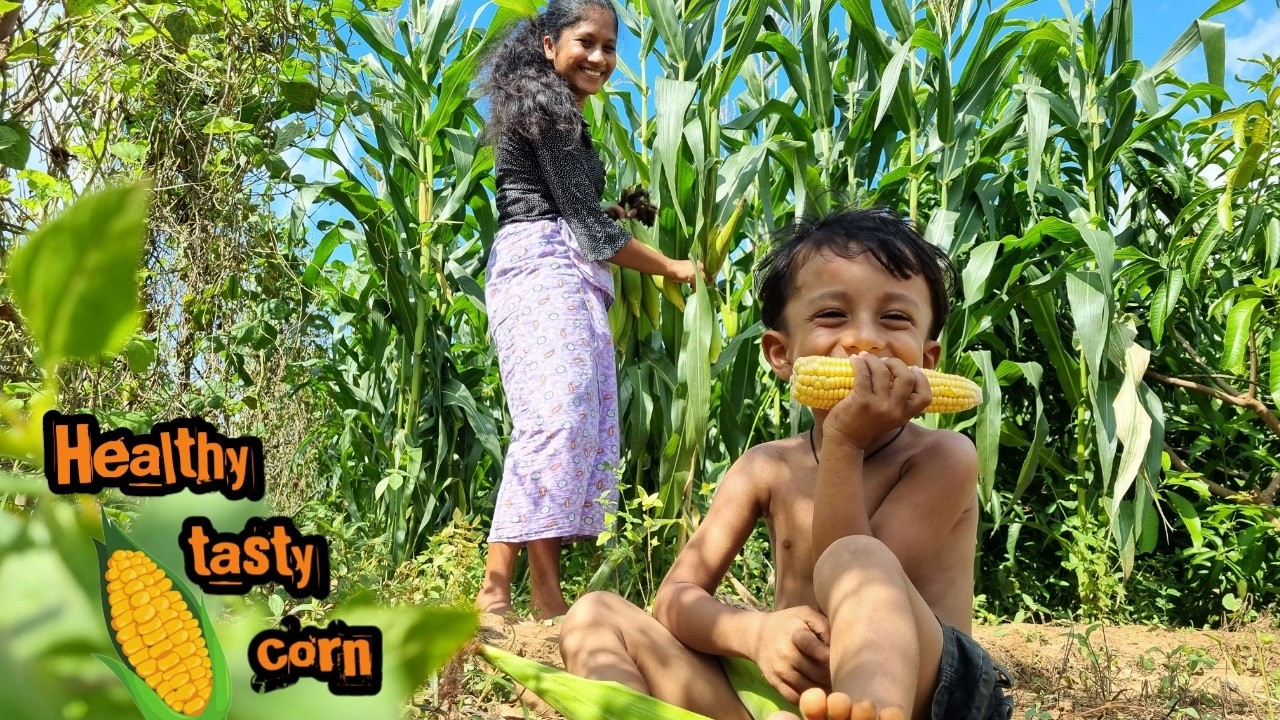 Let's make delicious natural fresh corn 🌽for dinner🍛