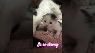 Newborn Kitten Cuteness#catshorts #kittenshorts #kittens #trending #animals #newbornkittens