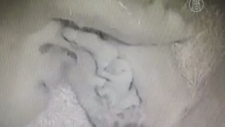 Три белых медвежонка родились в зоопарке Голландии (новости) Три белых медвежонка родились в зоопарке Голландии (новости)