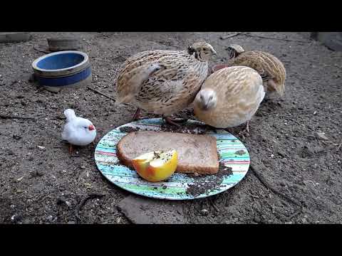 Video: Japanse Kwartel (Coturnix Japonica) - Houden Op Het Platteland En In Het Appartement