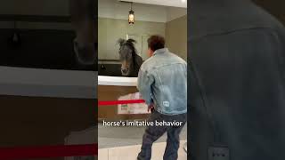 #shorts #funnyhorse #horsememes #2026 #animalchaos #equinehumor #derp