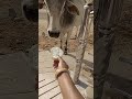 #cow