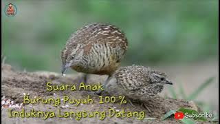 Suara Anak Burung Puyuh 100% Induknya Langsung Datang