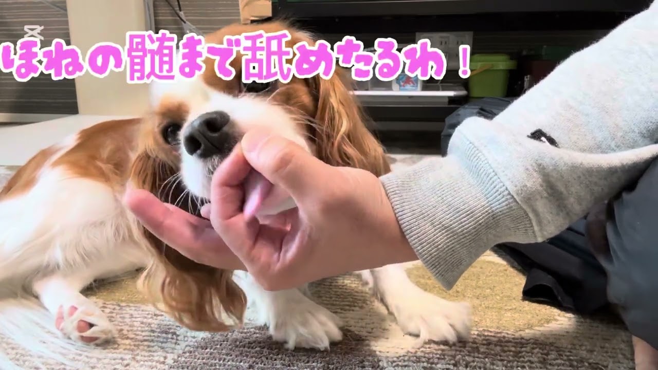 あたち、ぺろぺろ大好き！