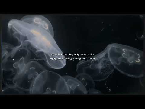 Chẳng phải phép màu vậy sao chúng ta gặp nhau? | Phép Màu (Đàn Cá Gỗ OST) - MAYDAYs, Minh Tốc