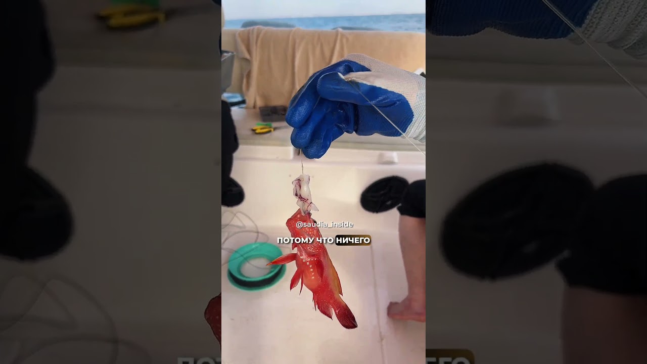 🏖 Красное море 2025–26: отдых и приключения 