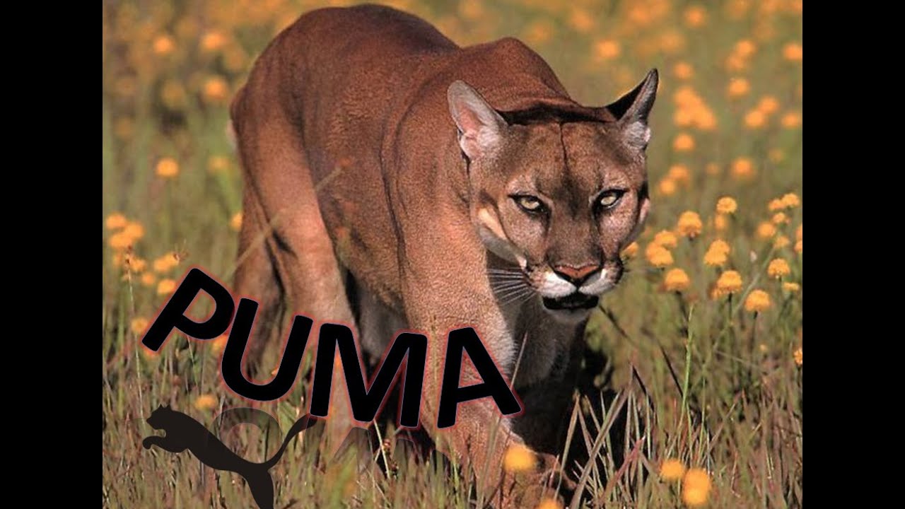 animal puma caracteristicas