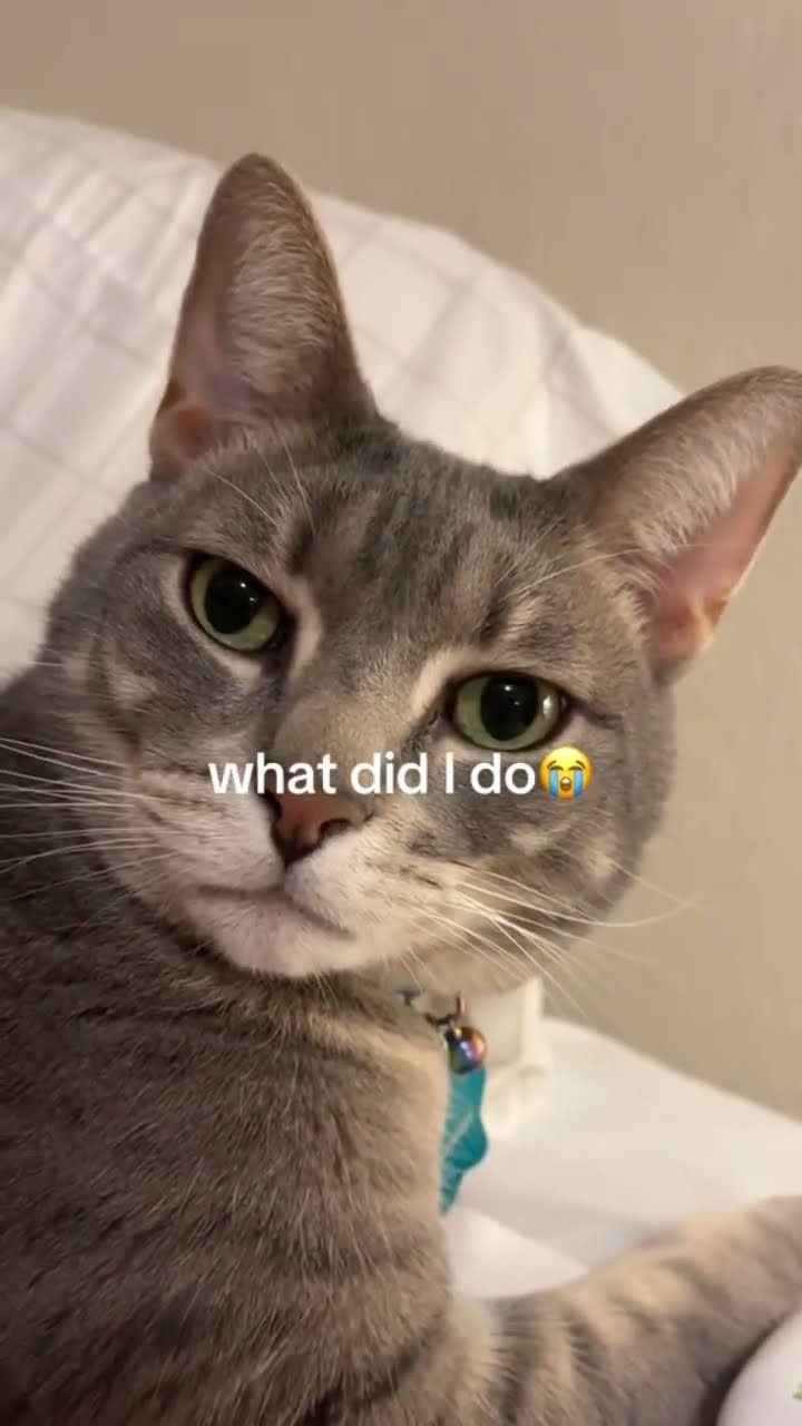 Kittyo staring at bro like this is not the move gang