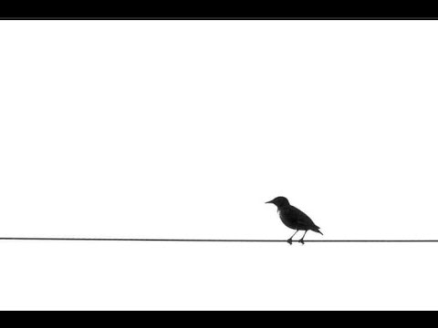 ,,მე ბეღურა ვარ ჩემი თბილისის\" მიხეილ ზაქარიაშვილი Mikheil Zakariashvili