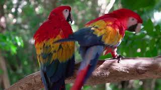 macaw parrots 4k-relaxing music with colorful birds in the rain forest#beautiful