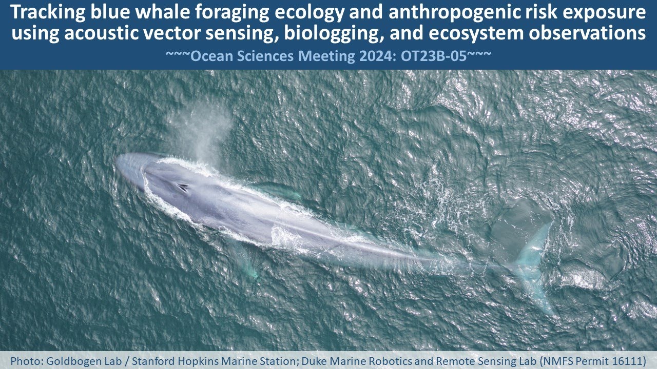 John Ryan - Whale Song: Tracking Blue Whales