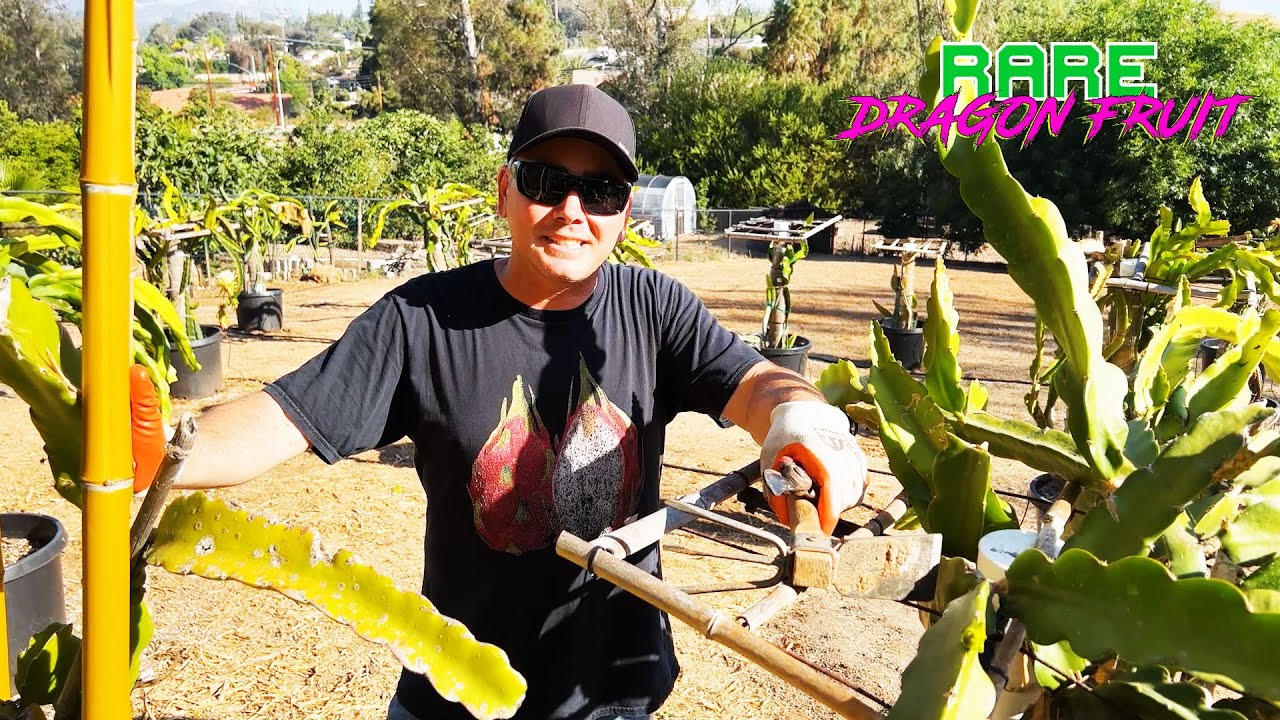 HOW TO REPLACE YOUR DRAGON FRUIT POTTING SOIL / STEP by STEP / ADDING a LARGE DF to a POT YouTube
