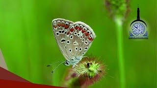 Murattal Al Quran Juz 7 Animal Background- Latar Video Hewan HD Quran for Kids